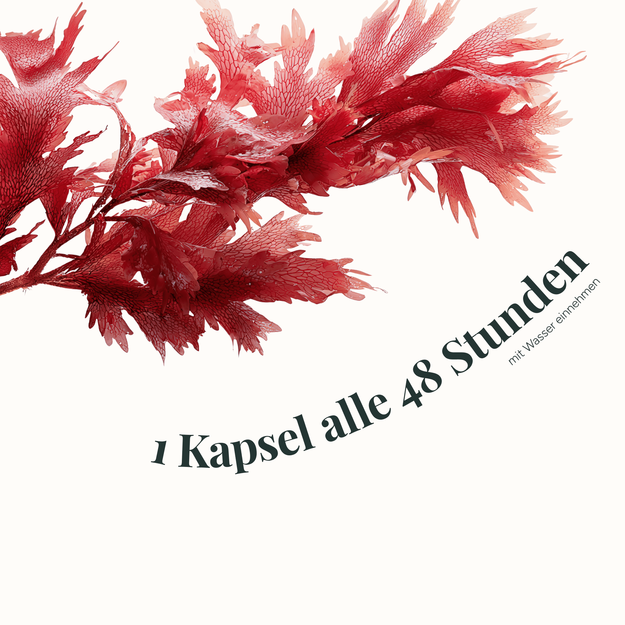 Performance & Recovery Bundle mit Kreatin & Astaxanthin